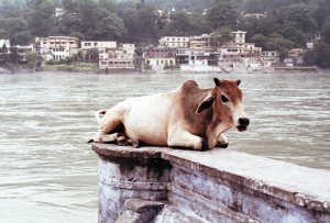 la vaca en la India